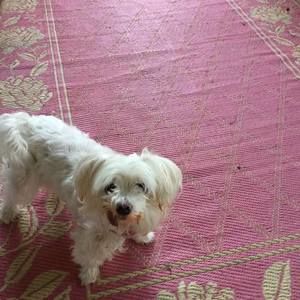 Meet your Posher, Betsy